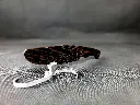 20250327_184743.webp